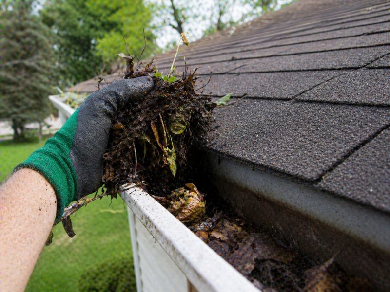 Gutter Pine Needle Removal in Boulder, CO